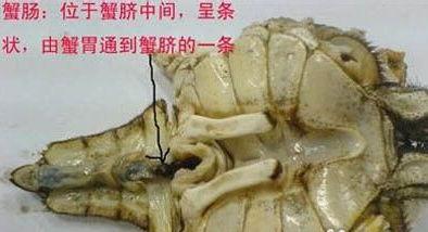 怎样吃螃蟹视频,视频教你轻松美味吃蟹技巧