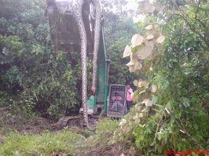 辽宁大蛇事件视频