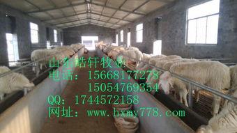 羊和羊交配视频