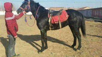 选马的视频,选马技巧大公开，如何挑选出最佳赛马