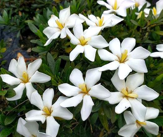 盆栽栀子花修剪视频