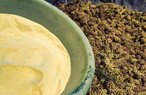 松花粉怎么采摘视频