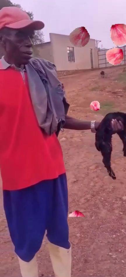 小羊羔被杀视频,小羊羔被残忍杀害全程曝光