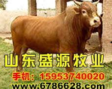 牛牛在线精品视频国内,国内视频内容盛宴